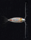 Aetideus giesbrechti