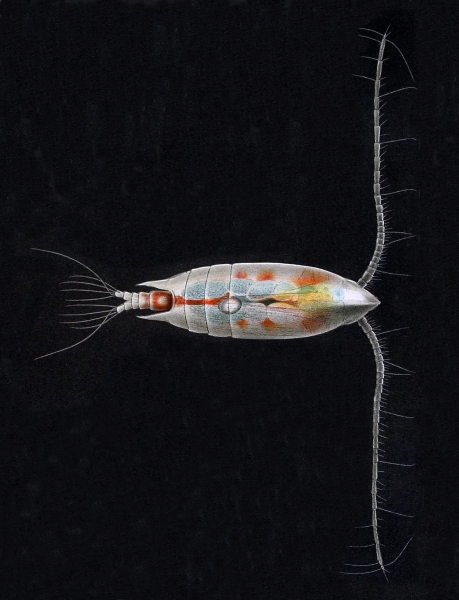 Aetideus giesbrechti Aetideus giesbrechti