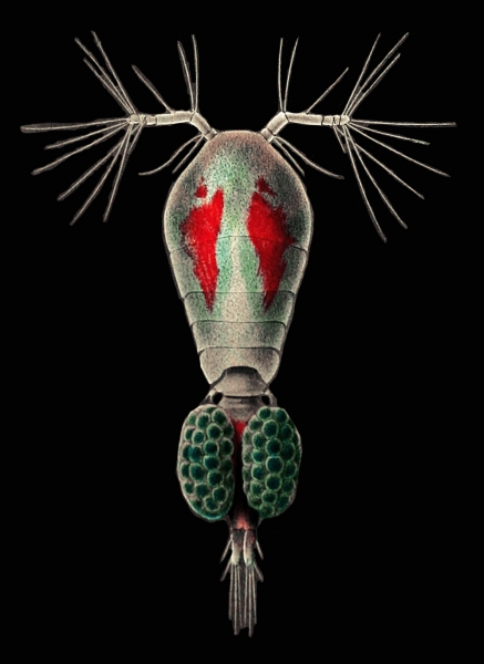 Oncaea venusta Oncaea venusta