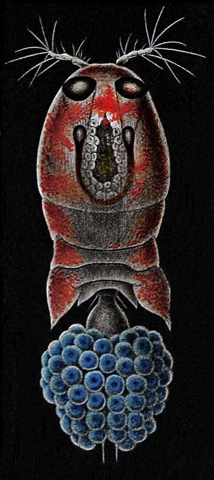 WoRMS - World Register of Marine Species