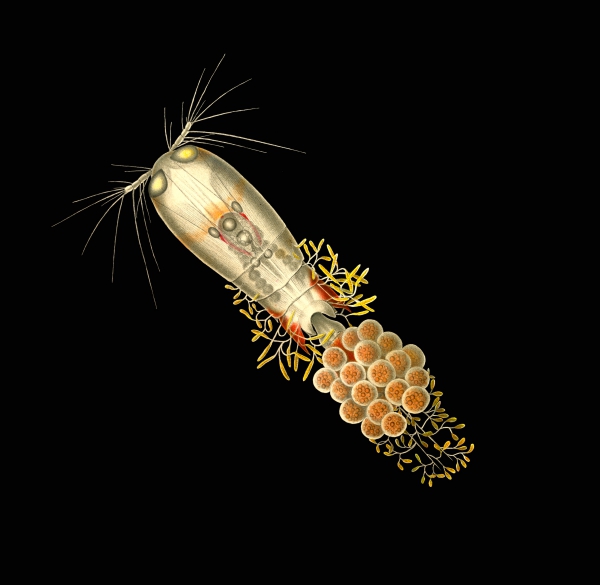 Corycaeus crassiusculus Corycaeus crassiusculus