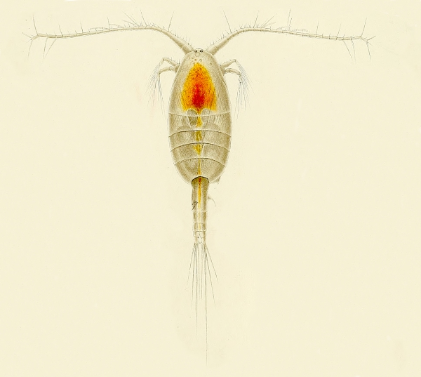 Stephos gyrans Stephos gyrans