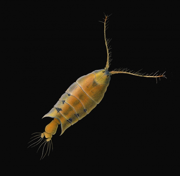 Pontellopsis regalis Pontellopsis regalis