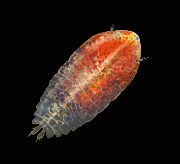 Sapphirina ovatolanceolata Sapphirina ovatolanceolata