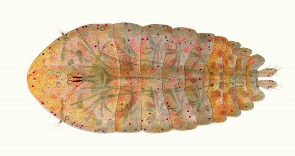 Sapphirina ovatolanceolata Sapphirina ovatolanceolata