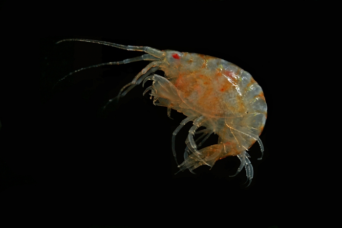 Metopa boeckii Sars, 1892 Metopa boeckii Sars, 1892
