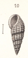 Caenogastropoda