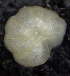Lobulata lobulata (Walker & Jakob, 1798) Mallorca, Sa Coma