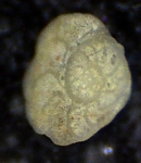 Lobulata lobulata (Walker & Jacob,1798), Mallorca, Sa Coma