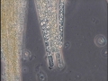 Aphanizomenon flos-aquae (Linné) Ralfs ex Born. et Flah. 1888