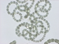 Anabaena flos-aquae Bréb. ex Born. et Flah. 1888