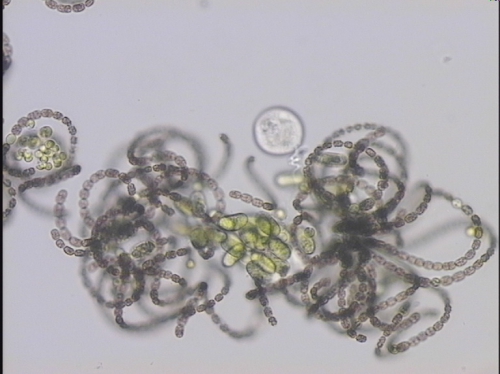 Anabaena lemmermannii