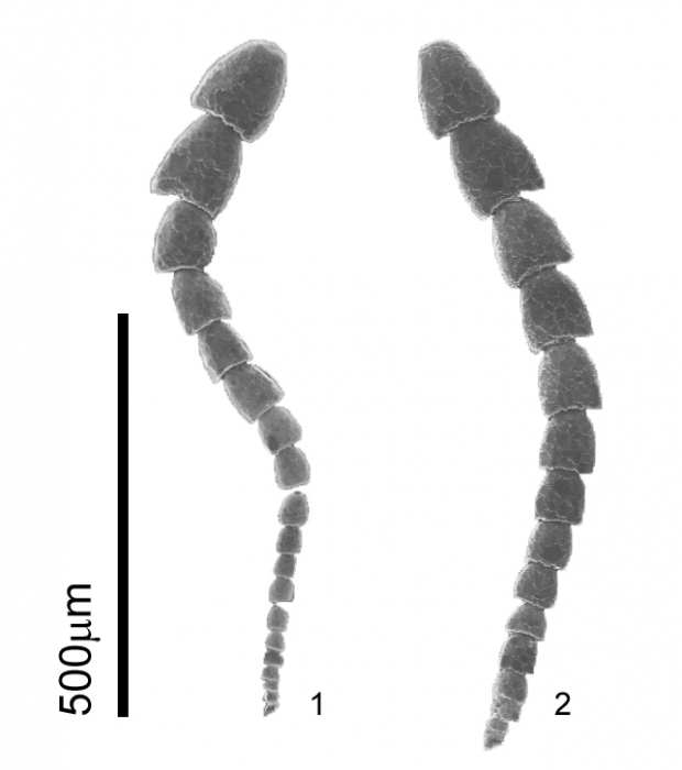 Leptohalysis scottii (Chaster, 1892) Leptohalysis scottii (Chaster, 1892)