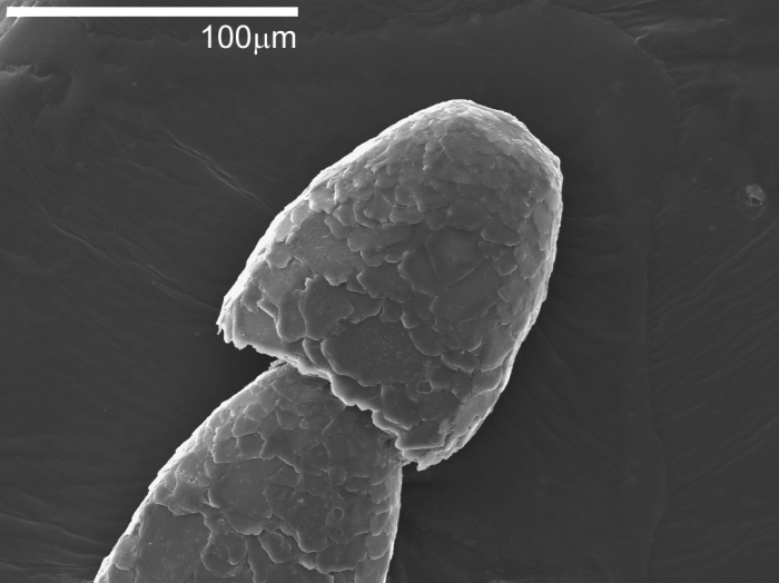 Leptohalysis scottii (Chaster, 1892) Leptohalysis scottii (Chaster, 1892)