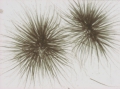 Gloeotrichia echinulata