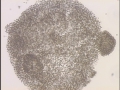 Microcystis flos-aquae