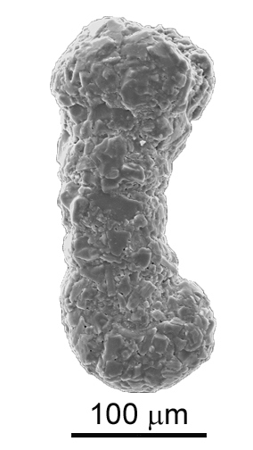Ammobaculites exiguus Cushman & Brönnimann, 1948 Ammobaculites exiguus Cushman & Brönnimann, 1948