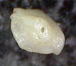 Quinqueloculina lamarckiana d'Orbigny,1839. Mallorca, SaComa 
