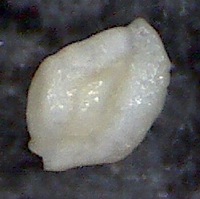 Quinqueloculina lamarckiana d'Orbigny, 1839. Mallorca, Sa Coma Quinqueloculina lamarckiana d'Orbigny, 1839. Mallorca, Sa Coma
