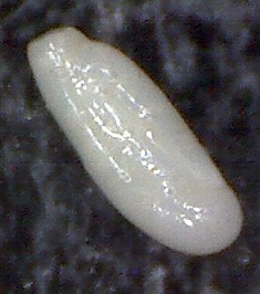 Quinqueloculina bosciana d'Orbigny,1839. Mallorca, SaComa. Quinqueloculina bosciana d'Orbigny,1839. Mallorca, SaComa.