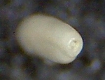 Quinqueloculina bosciana d'Orbigny,1839. Mallorca, SaComa.