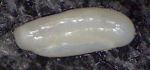 Quinqueloculina bosciana d'Orbigny, 1839. Mallorca, Sa Coma.