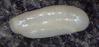 Quinqueloculina bosciana d'Orbigny, 1839. Mallorca, Sa Coma. Quinqueloculina bosciana d'Orbigny, 1839. Mallorca, Sa Coma.