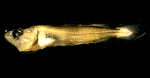Pollachius virens larvae whole, author: Rogers, Katie Anne
