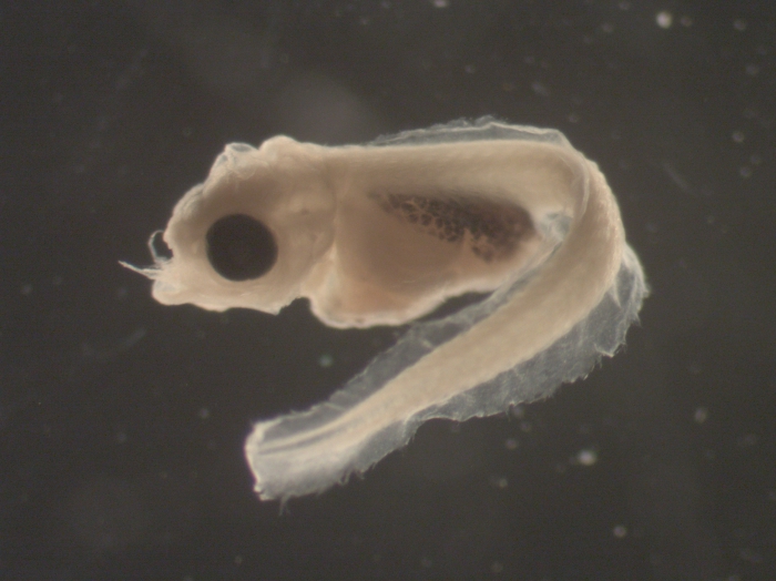 Myoxocephalus aenaeus larvae