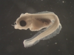 Saint John Harbour Ichthyoplankton project