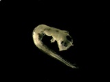 Gadus morhua larvae, author: Rogers, Katie Anne
