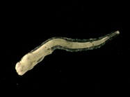 Glyptocephalus cynoglossus larvae