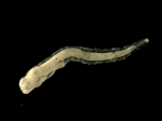 Saint John Harbour Ichthyoplankton project