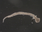 Hippoglossoides platessoides larvae, author: Rogers, Katie Anne