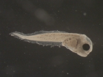 Saint John Harbour Ichthyoplankton project
