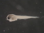 Liparis inquilinus larvae, author: Rogers, Katie Anne
