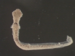 Morone americana larvae