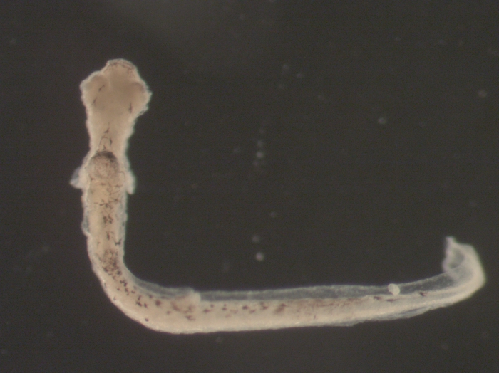 Morone americana larvae