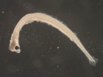 Osmerus mordax larvae, author: Rogers, Katie Anne