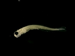 Perca flavescens larvae