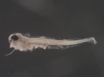 Scophthalmus aquosus larvae, author: Rogers, Katie Anne