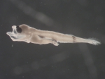 Tautogolabrus adspersus larvae, author: Rogers, Katie Anne