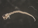 Ulvaria subbifurcata larvae