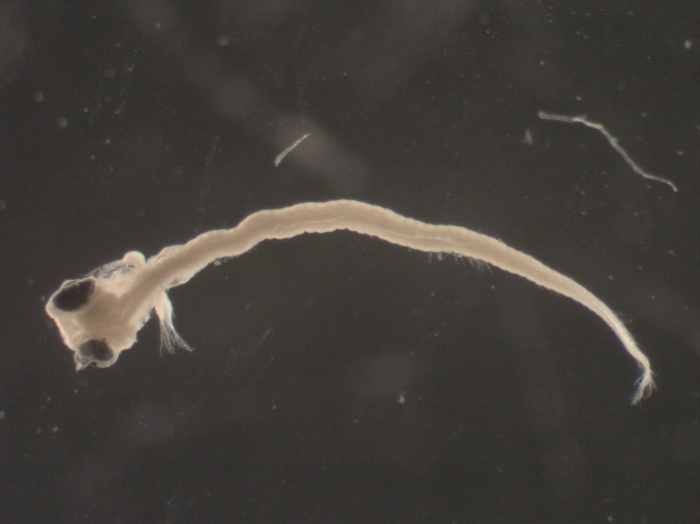 Ulvaria subbifurcata larvae