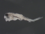 Urophycis sp larvae, author: Rogers, Katie Anne