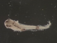 Enchelyopus cimbrius larvae