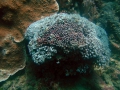 Tubipora musica