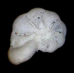JPG file