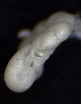 Cibicides pseudoungeriana (Cushman,1922) Zanzibar