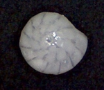 Cribrorotalia meridionalis (Cushman & Kellett,1929) Zanzibar